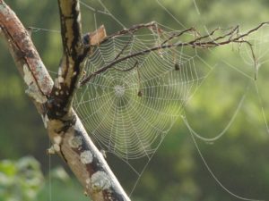 Tela de Araña Elevart Tejidos