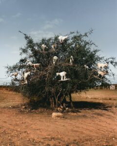 Cabras en un arbol